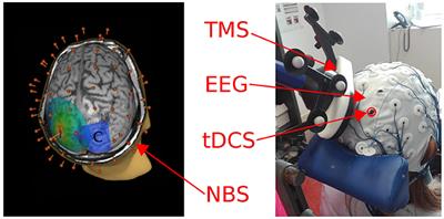 Tracking the Effect of Cathodal Transcranial Direct Current Stimulation on Cortical Excitability and Connectivity by Means of TMS-EEG